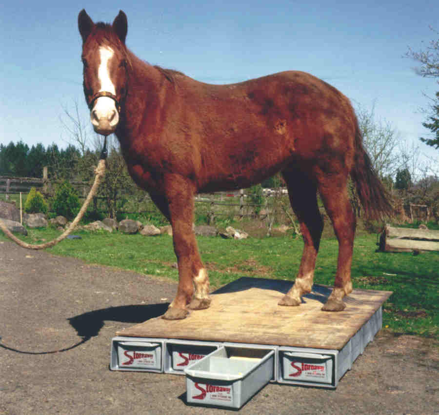Strong as a Horse